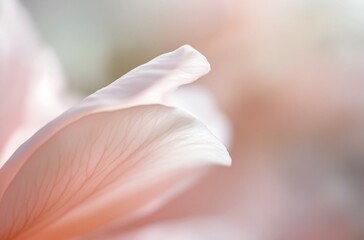 Delicate Pink Flower Petal Macro Photography