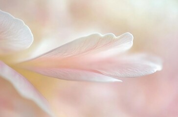 Fototapeta premium Soft Pink Petal Macro Photography
