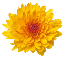 Yellow  chrysanthemum flowers isolated on white.
