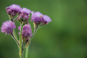 Flor lila