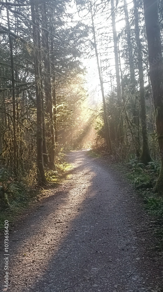 Poster explore the enchanting blurry forest path illuminated by sunlight filtering through trees