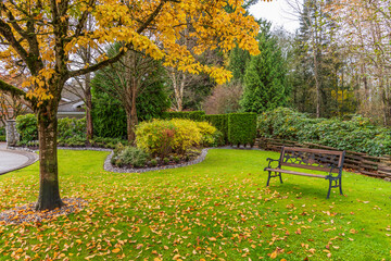 Obraz premium Outdoor landscape with green lawn, red and yellow trees and nice Fall foliage in Vancouver, Canada, North America. Overcast. Day time on November 2024.