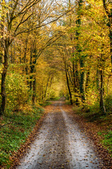 Obraz premium A Beautiful Scenic Autumn Pathway Leading Through Vibrant and Golden Foliage Everywhere