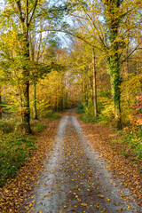 A Beautiful Scenic Autumn Pathway Leading Through Vibrant and Golden Foliage Everywhere