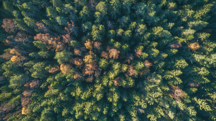 A forest with trees in various colors, including yellow, brown, and green. trees are in different stages of growth, with some being leafless, top view as background