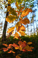 The Vibrant Autumn Leaves Stand Out Beautifully Against a Clear and Bright Blue Sky