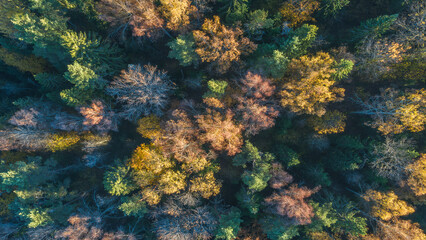 A forest with trees in various colors, including yellow, brown, and green. trees are in different stages of growth, with some being leafless, top view as background