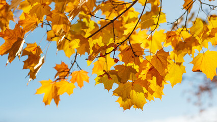 A tree with yellow leaves is in the sky. The sky is blue and clear