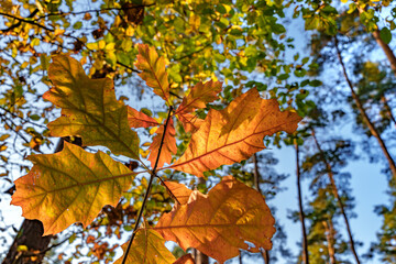 The Vibrant Autumn Leaves Stand Out Beautifully Against a Clear and Bright Blue Sky
