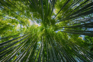 Bamboo forest looking up at the sky