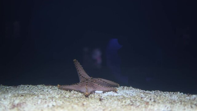 A Pentaceraster mammilatus starfish rests on the sandy ocean floor, showcasing its textured, spiny arms. The dark background contrasts with the starfish's intricate surface, highlighting the details o