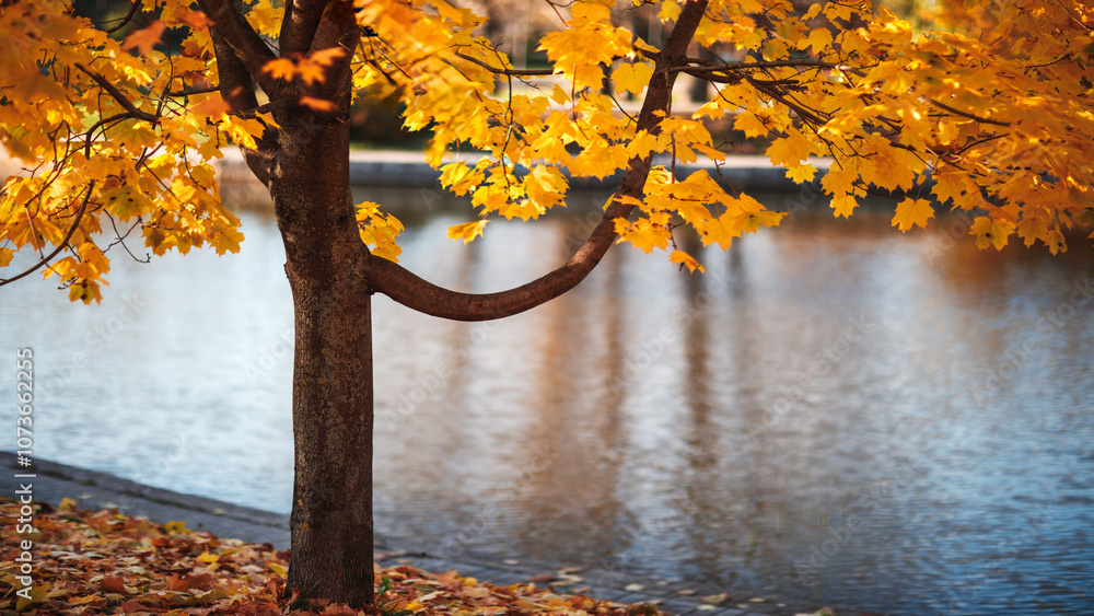 Poster Autumn tree with yellow leaves is next to a body of water. The leaves are falling from the tree, creating a beautiful autumn scene. water is calm and reflects the tree and the sky, creating a peaceful