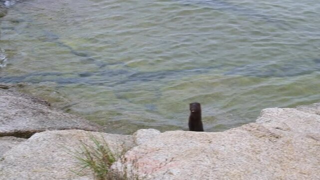 European mink in its natural habitat on rocks near a pond. Bukhtarsma reservoir, East Kazakhstan region.