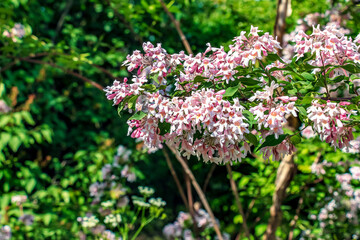 White pink kolkvitsia flowers in spring. Kolkwitzia amabilis is a shrub of the family Caprifoliaceae.