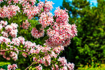 White pink kolkvitsia flowers in spring. Kolkwitzia amabilis is a shrub of the family Caprifoliaceae.