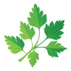 parsley vector illustration in watercolor style