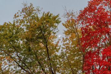 Full Moon In A Morning Sky And Trees With Colored Fall Leaves In Wisconsin