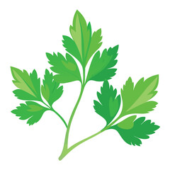 Naklejka premium parsley vector illustration in watercolor style