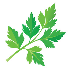 Naklejka premium parsley vector illustration in watercolor style