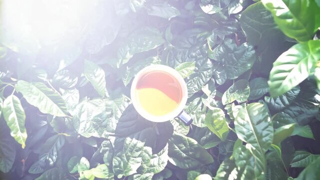 Cinematic overhead dolly shot of Ayahuasca cup in serene forest setting in 4K