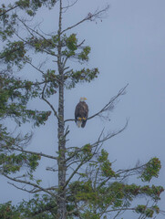 American Bald Eagle