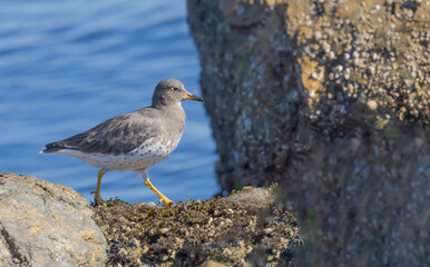 Surf Bird