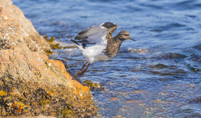 Black Turnstone (Arenaria)