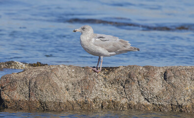 Glaucous-winged Gull