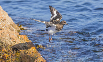 Black Turnstone (Arenaria)