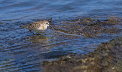 Western Sandpiper