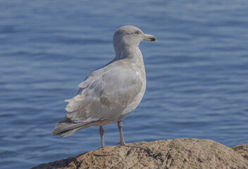 Glaucous-winged Gull