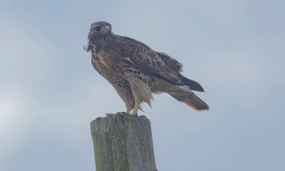 Red Tail Hawk