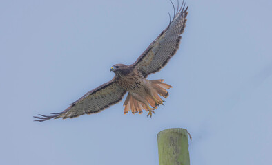 Red Tail Hawk In Flight