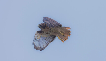 Red Tail Hawk In Flight
