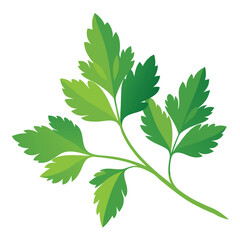 parsley vector illustration in watercolor style