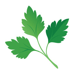 parsley vector illustration in watercolor style