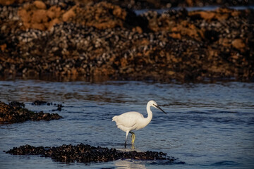 White egret fishing