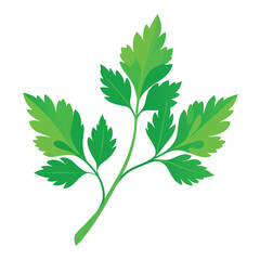 parsley vector illustration in watercolor style