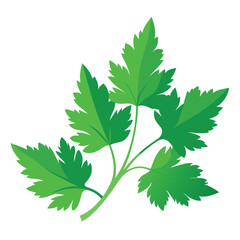 parsley vector illustration in watercolor style