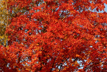 Maple Trees With Bright Red Foliage In Fall In Wisconsin