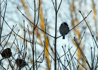 A tree sparrow (Passer montanus) on a bare branch of a lilac bush in the shade on a winter day. On a sunlit blurred background, tall trees and blue sky