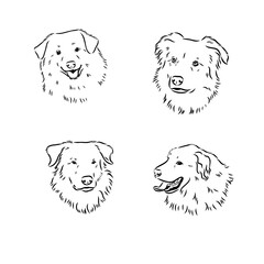aidi dog, vector sketch outline pencil drawing artwork, black character on white background