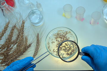 Scientist makes grain analysis in laboratory. Control experts check grain quality, chemical concentration, standard, pollutant. Microbiologist.