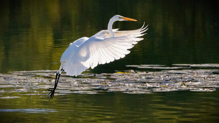 A Great Egret flying over the water