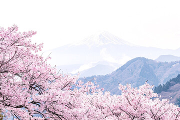 Cherry blossoms in full bloom with Mount Fuji in the background, creating a serene spring landscape...