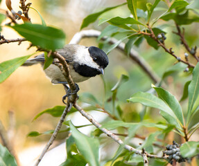 Carolina Chickadee perched on a Crape Myrtle branch.
