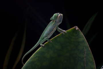Baby veiled chameleon catching a prey