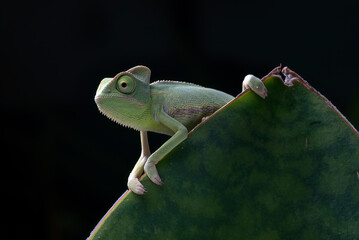 Baby veiled chameleon catching a prey