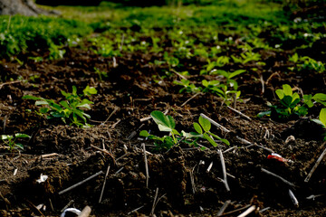 modern agriculture, due to extreme weather changes and global warming, plants have difficulty growing