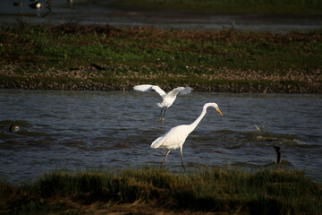 A view of a Great White Egret in the water at Venus Pool Nature Reserve